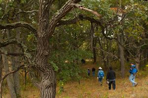 Volunteers walking through the grass and oak trees at Helen Allison Savanna.